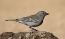 Tenerife Blue Chaffinch, Spain 26th of December 2017 Photo: Frits Rost