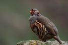 Barbary Partridge, Spain 3rd of March 2017 Photo: Silas K.K. Olofson
