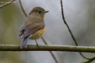 Red-flanked Bluetail, <i>Robin à flancs roux</i>, Belgium 8th of January 2018 Photo: Bruno PORTIER