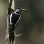 Great Spotted Woodpecker, Denmark 16th of January 2018 Photo: Per Boye Svensson
