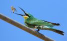 Blue-cheeked Bee-eater, Oman 14th of November 2015 Photo: Aurélien Audevard