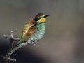 European Bee-eater, Spain 19th of May 2017 Photo: Per Boye Svensson