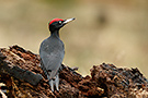 Black Woodpecker, Denmark 24th of January 2018 Photo: Helge Sørensen