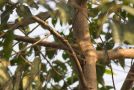 Buff-spotted Woodpecker (Campethera nivosa), Ghana 20. januar 2018 Foto: Andreas Bennetsen Boe