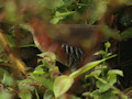 Rufous-sided Crake (Laterallus melanophaius), Peru 27. november 2017 Foto: Søren Harding