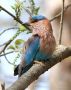 Blåkronet Ellekrage, Blåkronet Ellekrage - (Coracias benghalensis) - Indian Roller, Indien 22. februar 2018 Foto: Paul Patrick Cullen