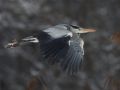 Grey Heron, Denmark 8th of March 2018 Photo: Per Schans Christensen