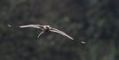 White-tailed Tropicbird, São Tomé and Príncipe 3rd of August 2017 Photo: Anders Odd Wulff Nielsen