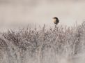 European Stonechat, hun, Denmark 18th of March 2018 Photo: Tonny Ravn Kristiansen