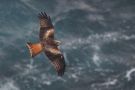 Red Kite, Faeroes Islands 5th of April 2018 Photo: Silas K.K. Olofson