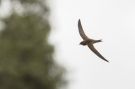 Mottled Swift - (Tachymarptis aequatorialis). Ssp Aequatorialis, Ethiopia 28th of March 2018 Photo: Thomas Varto Nielsen