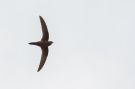 Mottled Swift - (Tachymarptis aequatorialis). Ssp Aequatorialis, Ethiopia 31st of March 2018 Photo: Thomas Varto Nielsen