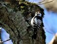 Lesser Spotted Woodpecker, Denmark 2nd of April 2018 Photo: Niels Jørgen Hamann Andersen