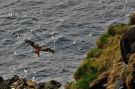 Red Kite, Red Kite and Northern Fulmar, Faeroes Islands 6th of April 2018 Photo: Rodmund á Kelduni