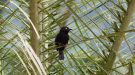 Vieillot's Black Weaver (Ploceus nigerrimus), Uganda 27. januar 2018 Foto: Michael Frank Nielsen