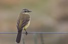 Western Yellow Wagtail, Adult female, ssp Flava, Denmark 17th of May 2017 Photo: Thomas Varto Nielsen