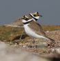 Little Ringed Plover, India 3rd of January 2018 Photo: Paul Patrick Cullen