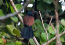 Greater Coucal, India 3rd of March 2018 Photo: Carl Bohn