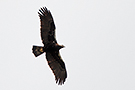 Spanish Imperial Eagle, Adult, Spain 25th of April 2018 Photo: Helge Sørensen