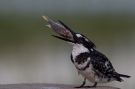 Pied Kingfisher, Male (presumed sub-adult), Ethiopia 29th of April 2018 Photo: Thomas Varto Nielsen