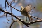 Willow Warbler, Denmark 9th of May 2018 Photo: Steen E. Jensen