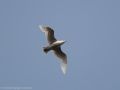 Glaucous Gull, Denmark 13th of May 2018 Photo: Carsten Gørges Laursen