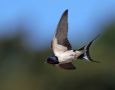 Barn Swallow, Denmark 8th of May 2018 Photo: Per Schans Christensen