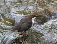 White-throated Dipper, Ireland 4th of September 2012 Photo: Paul Patrick Cullen