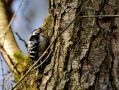 Lesser Spotted Woodpecker, Denmark 2nd of April 2018 Photo: Niels Jørgen Hamann Andersen