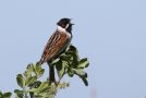 Common Reed Bunting, Denmark 11th of May 2018 Photo: Erik Biering