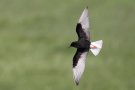 White-winged Tern, Poland 18th of May 2018 Photo: Steen E. Jensen
