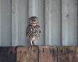 Little Owl, Hvem studerer hvem??, Denmark 19th of June 2018 Photo: Klaus Dichmann