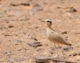 Cream-coloured Courser, Morocco 3rd of April 2018 Photo: Anders Odd Wulff Nielsen