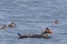 Falkland Steamer Duck (Tachyeres brachypterus), Argentina 25. ? 2017 Foto: Lars Maltha Rasmussen