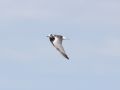 White-winged Tern, Denmark 19th of July 2018 Photo: Birthe Lindholm Pedersen