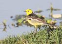 Citrine Wagtail, ssp. calcarata, han i overgangsdragt, India 10th of February 2011 Photo: Klaus Malling Olsen