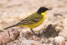 Western Yellow Wagtail, han, Israel 25th of March 2016 Photo: Klaus Malling Olsen