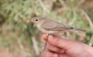 Eastern Olivaceous Warbler, ssp. reiseri, Morocco 4th of April 2018 Photo: Anders Odd Wulff Nielsen