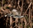 Pied Kingfisher, Kenya 10th of October 2017 Photo: Lars Falck