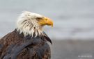 Bald Eagle, Våd Bald eagle, USA 28th of June 2018 Photo: Carsten Siems