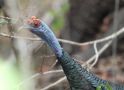 Ocellated turkey Meleagris ocellata, Mexico 27th of March 2015 Photo: Jakob Ugelvig Christiansen