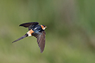 Red-rumped Swallow, Spain 22nd of April 2018 Photo: Helge Sørensen