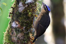 Blue-capped Ifrit (Ifrita kowaldi), Papua New Guinea 12. juli 2018 Foto: David Erterius