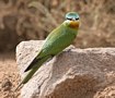 Blue-cheeked Bee-eater, Israel 24th of March 2018 Photo: Eva Foss Henriksen