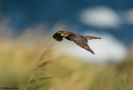 Eurasian Sparrowhawk, Denmark 8th of September 2018 Photo: Johnny Madsen