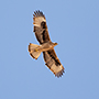Bonelli's Eagle, Imm, formodentlig 3K, Oman 25th of February 2016 Photo: Allan Kjær Villesen