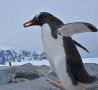 Gentoo Penguin Pygoscelis papua ellsworthi, Antarktis 17. december 2017 Foto: Lars Maltha Rasmussen