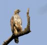 Bjerghøgeørn (Nisaetus nipalensis) Mountain Hawk-Eagle ssp. nipalensis, Indien 22. februar 2018 Foto: Paul Patrick Cullen