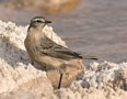 Water Pipit, Israel 22nd of March 2018 Photo: Eva Foss Henriksen