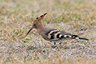 Hærfugl, Mørk og grå - ssp saturata fra Centralasien?, Oman 25. februar 2016 Foto: Allan Kjær Villesen